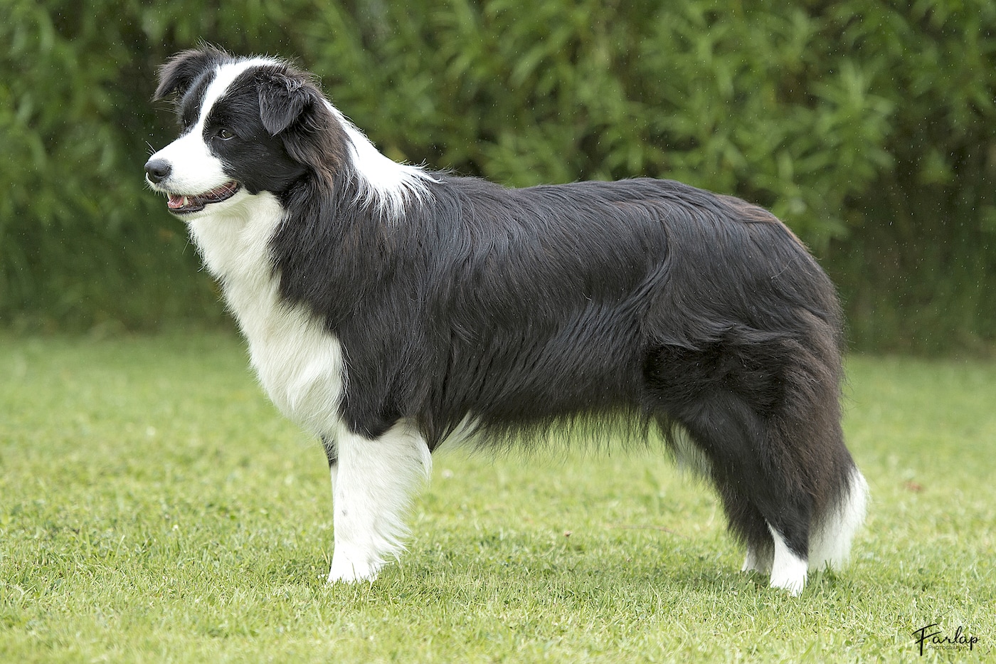 Lottie - Kanamaren anything she does at Tidespring