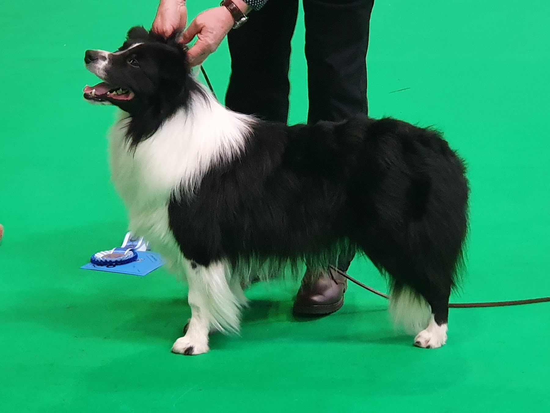 Archie - Tonkory Talking Point at Tidespring