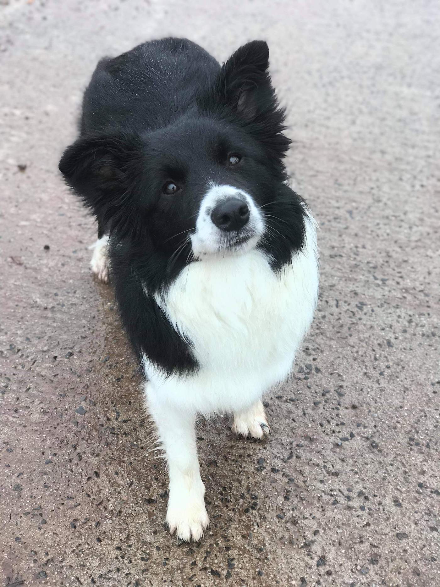 Millie - Tidespring Summer Love