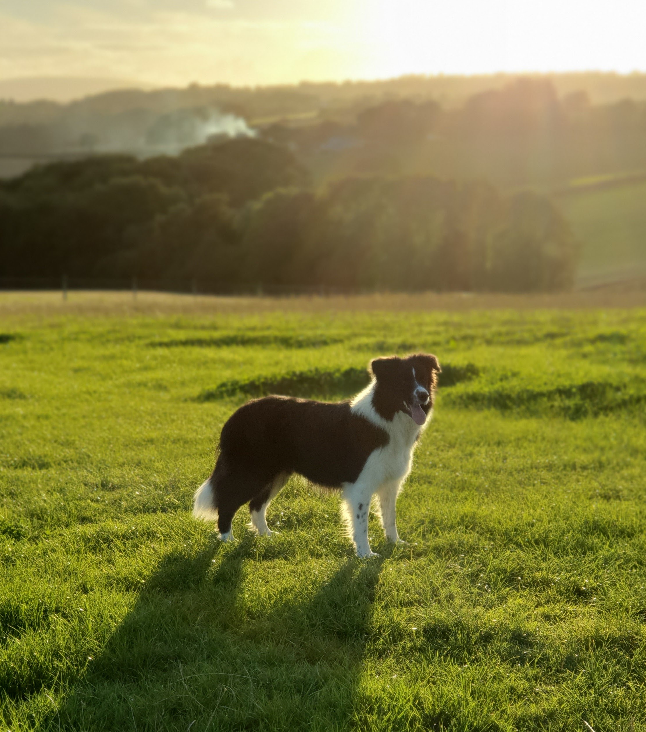 Jessie - Tidespring West End Girl