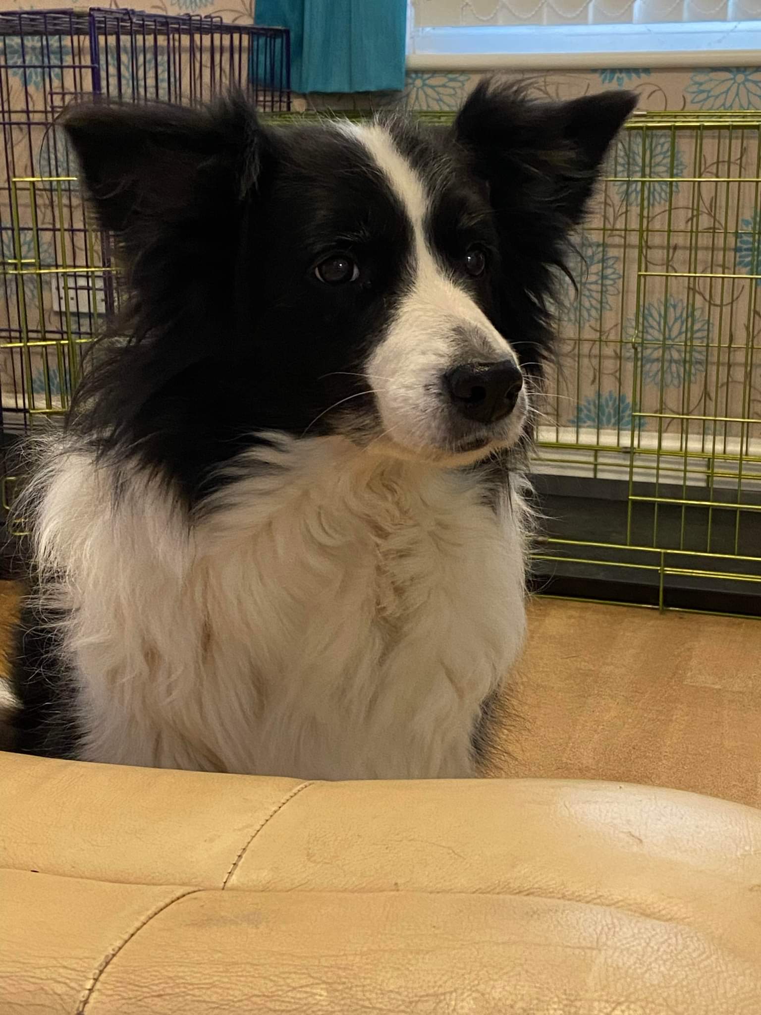 Poppy - Tarrynden Stargazer at Tidespring